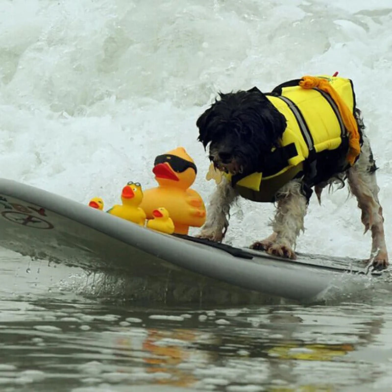 Schwimmhilfe für Hunde